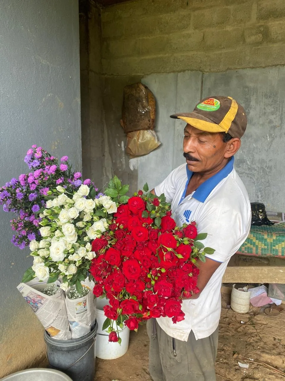 Sorting freshly cut red roses in the estate packing area